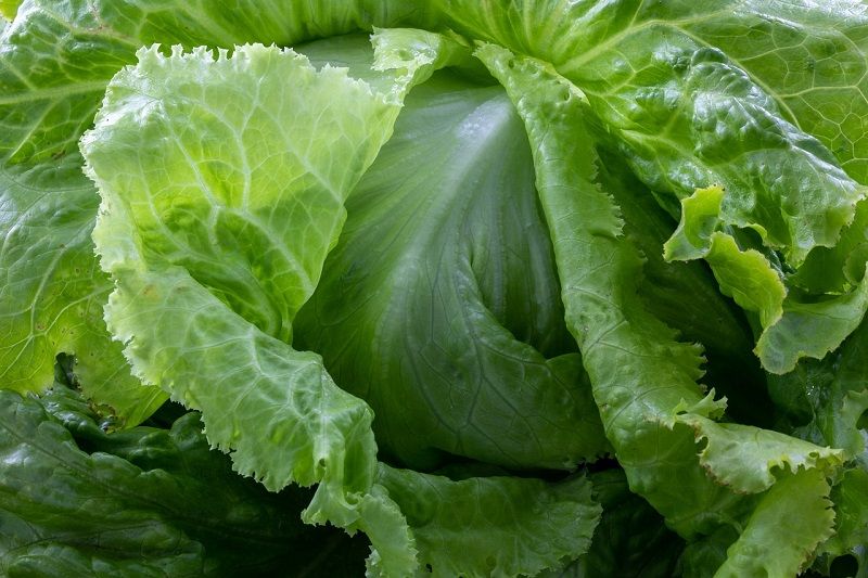 verdure a foglia verde