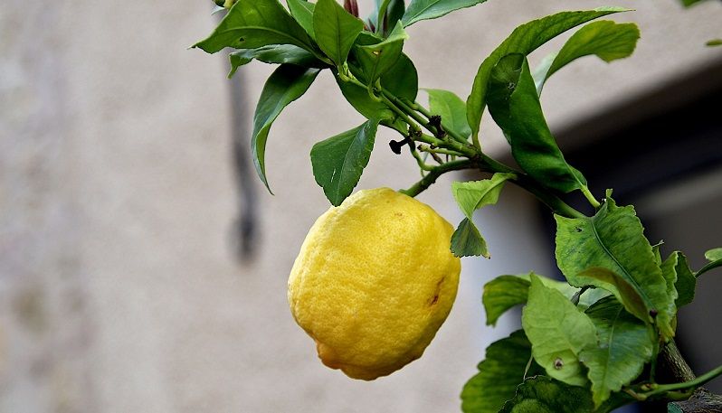 limoni
